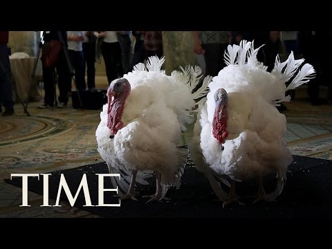 Vidéo: Les meilleurs hôtels acceptant les animaux aux États-Unis