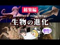【睡眠用・ゆっくり解説】生物の進化２　タコ・イカ/カニ・カニ化【広告最初のみ　途中広告なし】