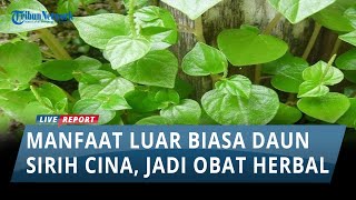 Manfaat Luar Biasa Daun Sirih Cina, Sering Dijadikan Obat Herbal untuk Kesehatan