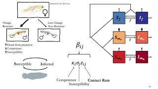 Modeling The Ecological Impact Of Female Guppy Preference On Parasite Prevalence, Faith Rovenolt