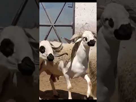 سردي حولي العيد حولي ملكي سوق جمعة فوكو عيد الاضحى عيد لكبير رحبة أغنام