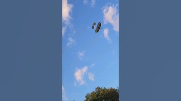 Backyard Flying with the UMX Night Vapor