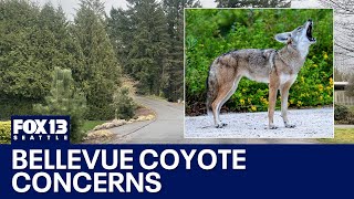 Celebrity Bellevue parents concerned after coyotes attack children | FOX 13 Seattle Wealth