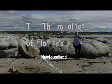 فيديو: The Thrombolites of Flower's Cove ، دليل زوار نيوفاوندلاند