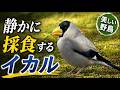 イカルの静かな採食風景｜公園で出会った美しい野鳥