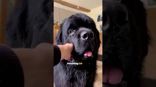 Newfoundlands: The Ultimate Nanny Dog for Families #newfoundland #newfoundlanddog #dogbreed