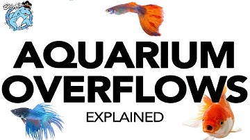 Aquarium Overflows Explained | BigAlsPets.com