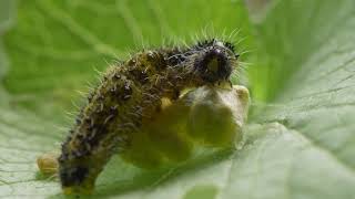 Ask a Scientist: Cotesia Glomerata with Dr Gavin Broad.