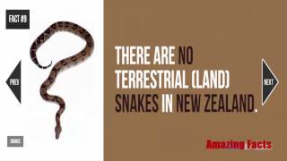 Snake Facts : 17 Facts about Snakes