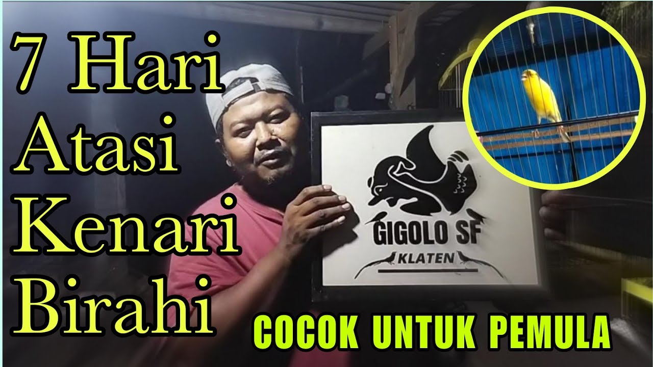 Jurus 7 Hari‼️ Ampuh Untuk Atasi Kenari Over Birahi & Nabrak Ruji Saat Lomba - Mandi Malam Kenari