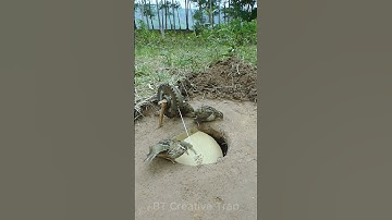 Simple quick quail trap - Easy bird trap #shorts  #create #traps