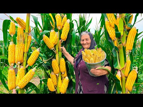 Harvesting Fresh and Organic Corn! Preserving Vegetables for Winter!