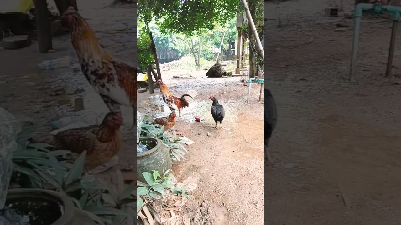 SAM Lives, trending roaster & chicken lover, 