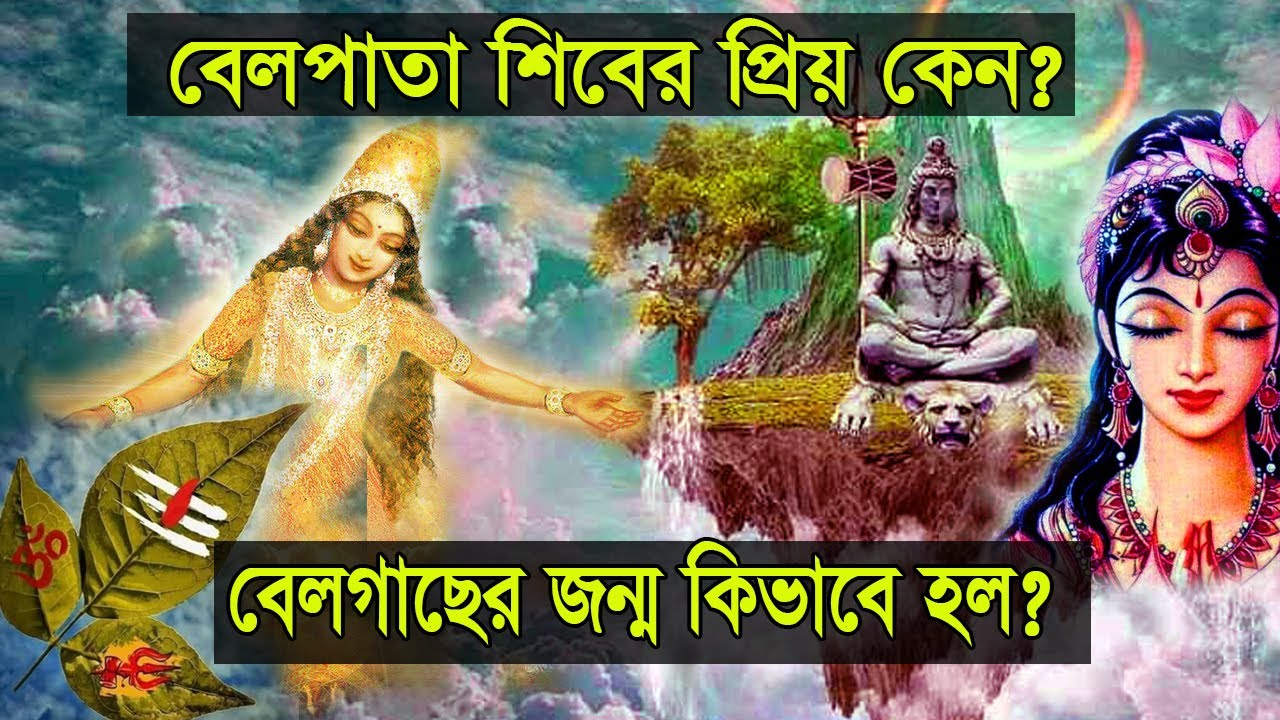 বেলগাছের জন্ম কিভাবে হল? বেলপাতা শিবের এত প্রিয় কেন?
