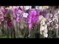 Орхидеи в Ома 3.10.2020г.В "Соседях"-пусто!!!!!Тоска!