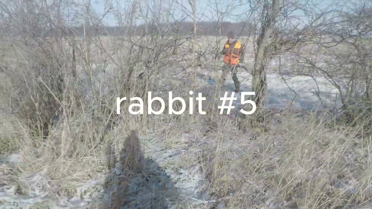 Jump Shooting Bunnies- (Ohio Rabbit Hunting)