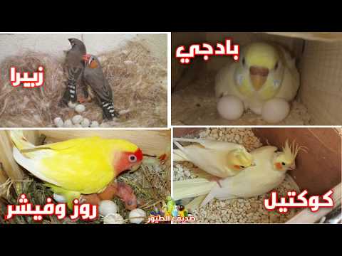 أيهما أسهل بالأنتاج والتفريخ الكوكتيل أم البادجي أم الزيبرا ام الروز و الفيشر