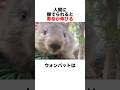 人間が好きすぎるウォンバット