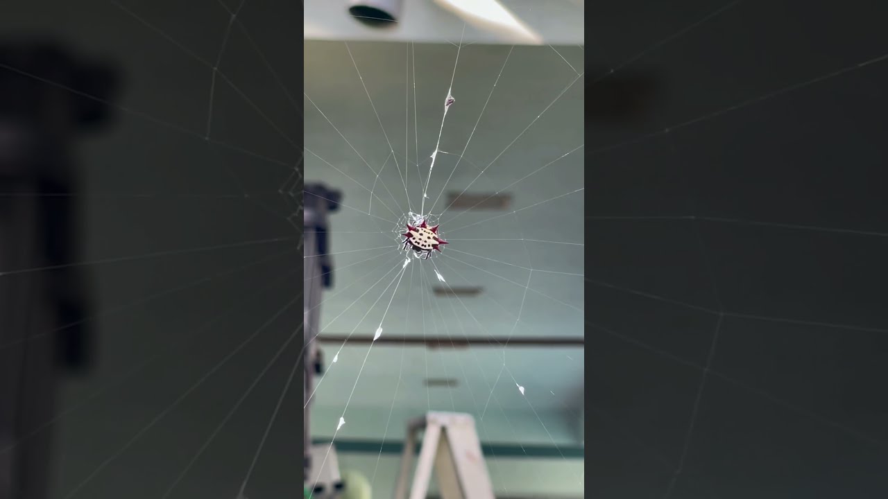 Crab Spider in Florida