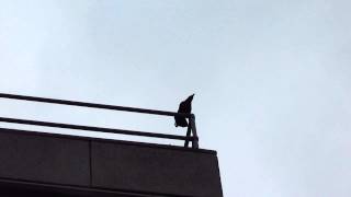 Carrion Crow Calling Its Advertisement Call