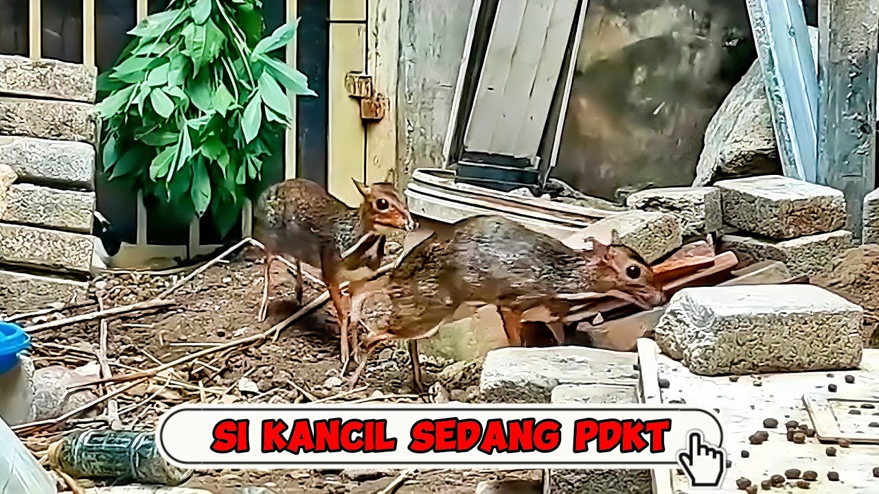 Kancil PDKT: Kisah Romantis si Hewan yang Cerdik