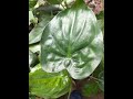 all plants sale (pH 7994499780)