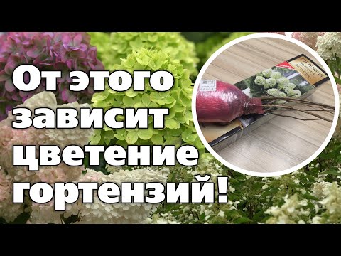 ВЫБОР ПРАВИЛЬНОГО САЖЕНЦА ГОРТЕНЗИИ. КАК СОХРАНИТЬ САЖЕНЕЦ ДО ПОСАДКИ