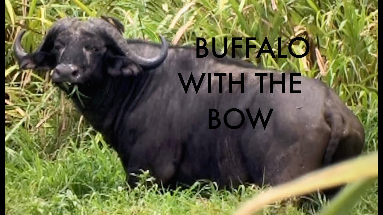 NEIL TAKES DOWN CAPE BUFFALO, ONE SHOT WITH BOW AND ARROW YouTube