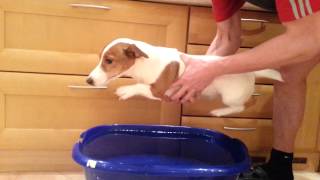 Смешная собака Джек Рассел терьер Маргоша Funny dog Jack Rassel terier Margosha Смешная собака Джек Рассел терьер Маргоша Funny dog Jack Rassel terier Margosha