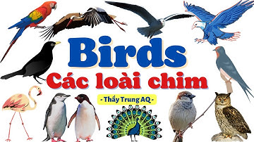 Học Từ Vựng Tiếng Anh: Các Loài Chim - Birds/ Thầy Trung AQ