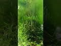 Aquarium Plant Pearling