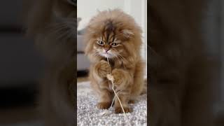 cute grumpy cat playing #cat #kitty #cute #adorable #viral #trendingshorts