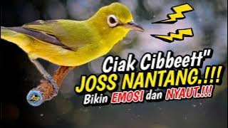 Masteran Kecial Kuning CIAK CIBET JOSS NANTANG Pancing Lawan EMOSI dan NYAUT‼️| PEPADU KECIAL
