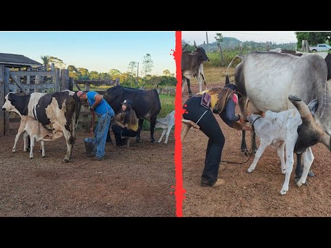 AJUDANDO MEU PAI NA LIDA! De volta a Fazenda Xodó 