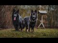 ❤️❤️ Zapowiedź miotu Alpinestar + Reaven Owczarek staroniemiecki, Old German Shepherd