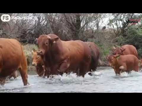 VOVA Genetics Heart of the Herd Sale - 26th October 2021