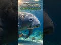 60. Mermaids EXIST! 🤫 這溫柔巨獸欺騙水手數世紀! #manatee #mermaid #sea cow #marine life #ocean #documentary
