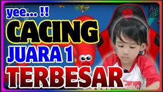 ALVIRZY CHAMPION 1 THE BIGGEST WORMS