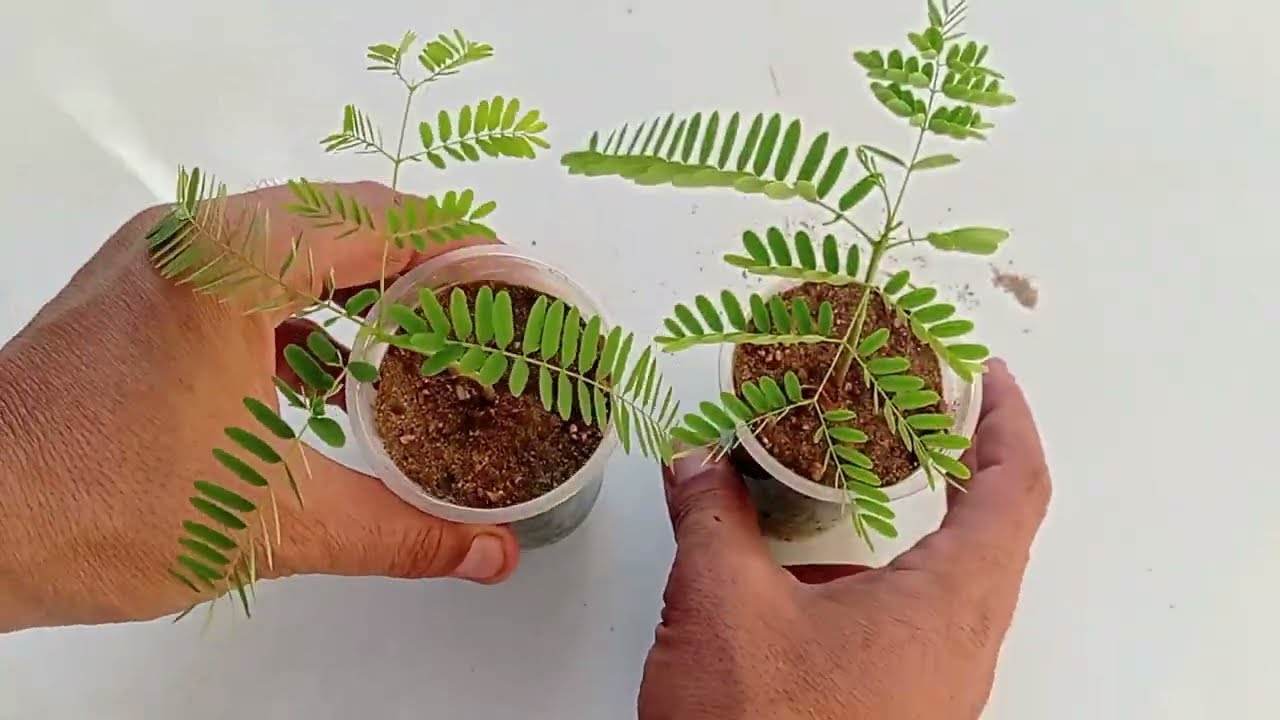 زراعه شجره البونسيانا الحمراء والصفراء بطريقه سهله جدا وسريعه 🌾🍂