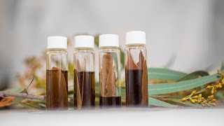Jet fuel from eucalyptus trees