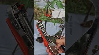 A surefire trick for tying plants without hurting your fingers -Agriculture farming #shorts