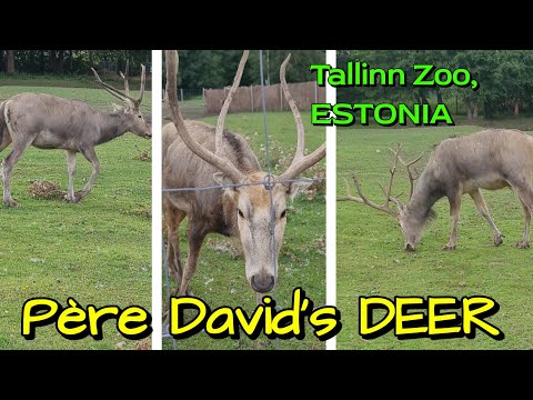 Video: Dāvida briedis - četri dzīvnieki vienā