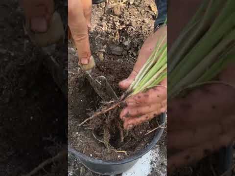 طرق زراعة نبات الحلفا في المنزل ونصائح للعناية به فوائد الحلفا الصحية تعزيز المناعة وتحسين الهضم