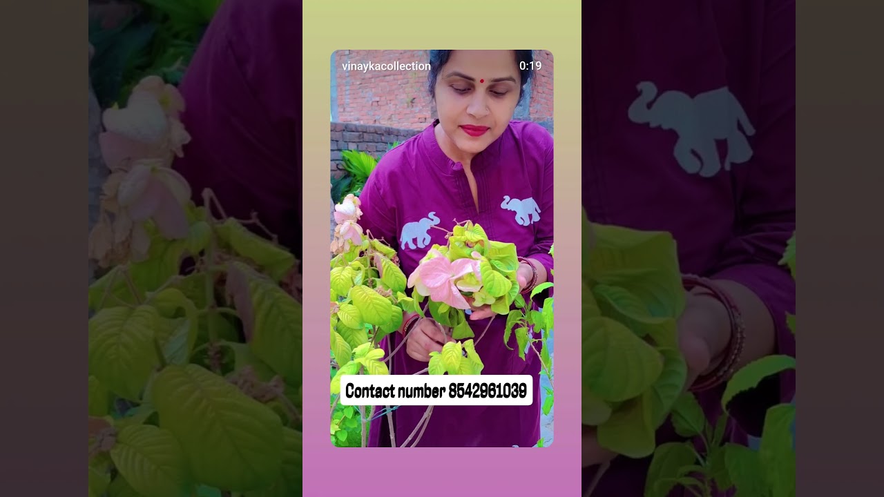 order now Contact number 8542961039 