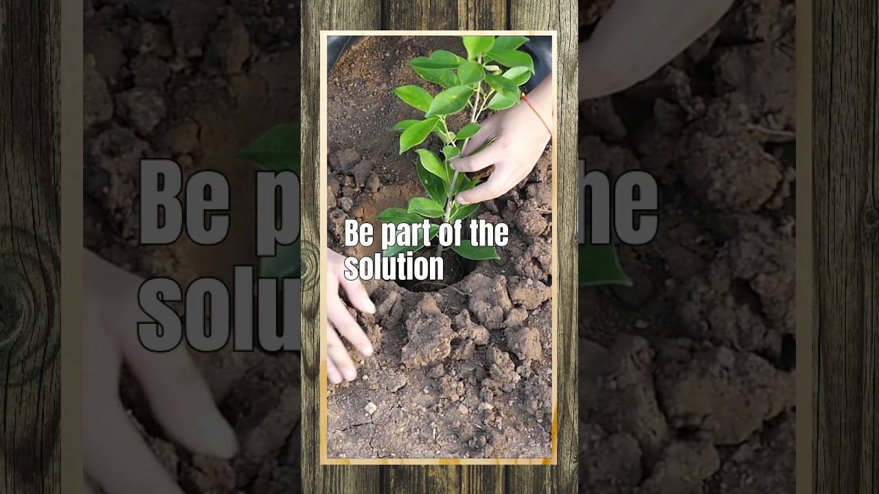 One Billion Trees Programme - Plant A Native 