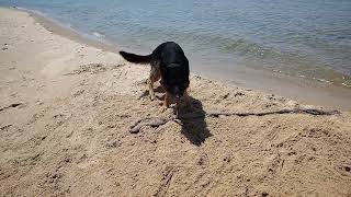 German Shepherd on Lake Michigan looking for his drift wood stick - June 7, 2025 #pureMichigan