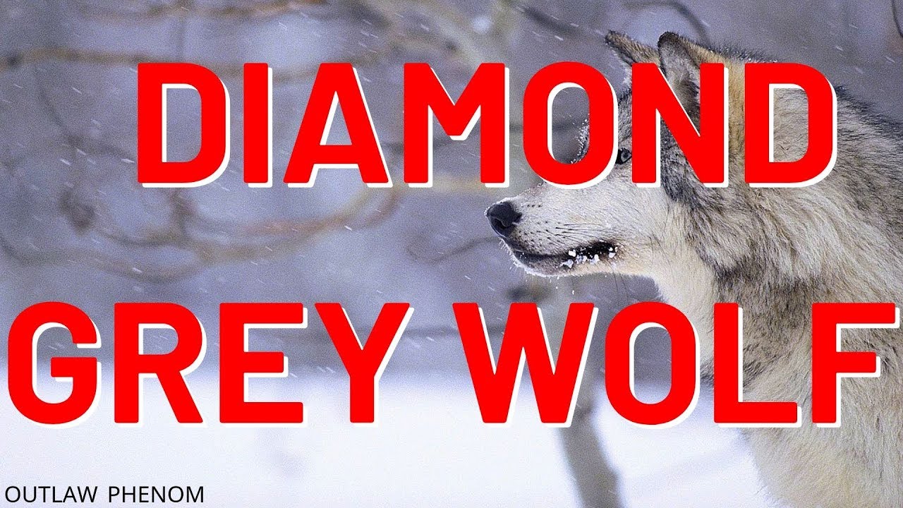Huge Diamond Grey Wolf hunt Yukon Valley TheHunter COTW! YouTube