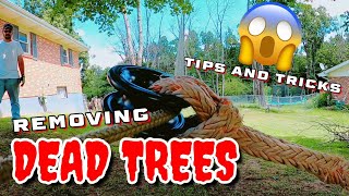 ⚠️ CUTTING & CLIMBING DEAD TREES ⚠️ / Things To Watch Out For!!! (part1)