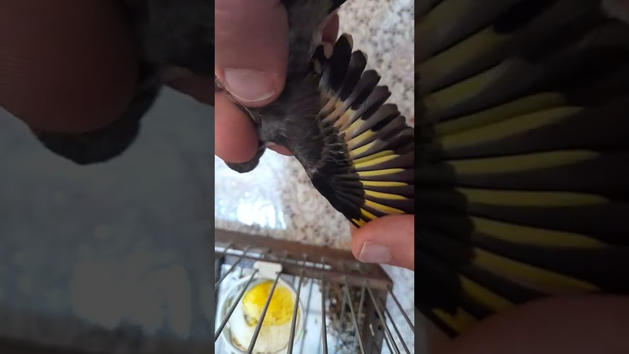 شتلة شتلة لمال مال ولفومال فومال