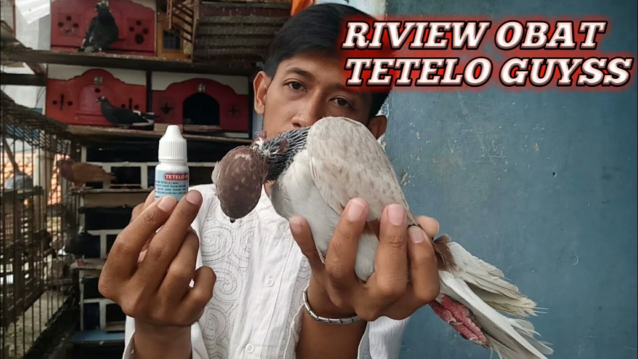 #RIVIEW OBAT TETELO